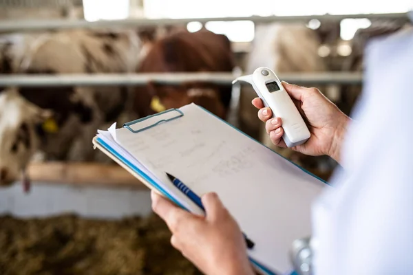 Unrecognizable veterinary doctor working on diary farm, agriculture industry. — Stock Photo, Image