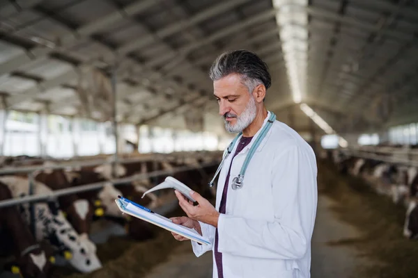 Man veterinary doctor working on diary farm, agriculture industry. — Stock Photo, Image