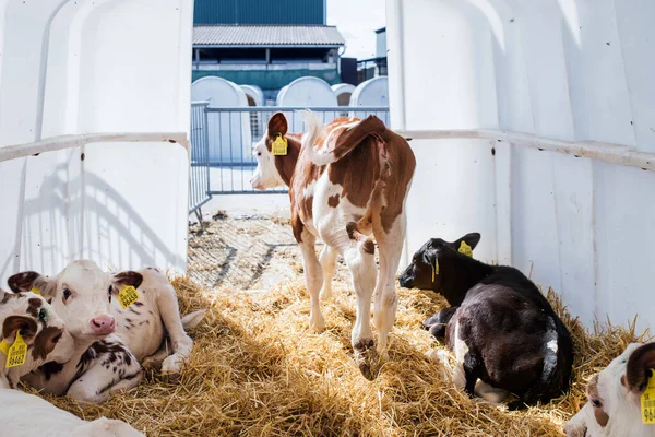Calves cows on a diary farm, agriculture industry. — Zdjęcie stockowe