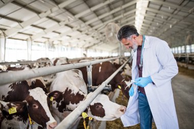 Günlük çiftliğinde çalışan erkek veteriner doktor, tarım endüstrisi.