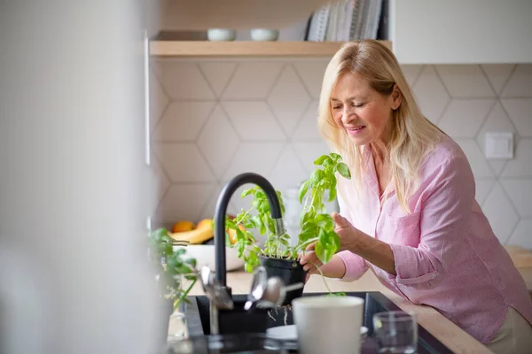 Retrato de mulher sênior regando plantas dentro de casa . — Fotografia de Stock