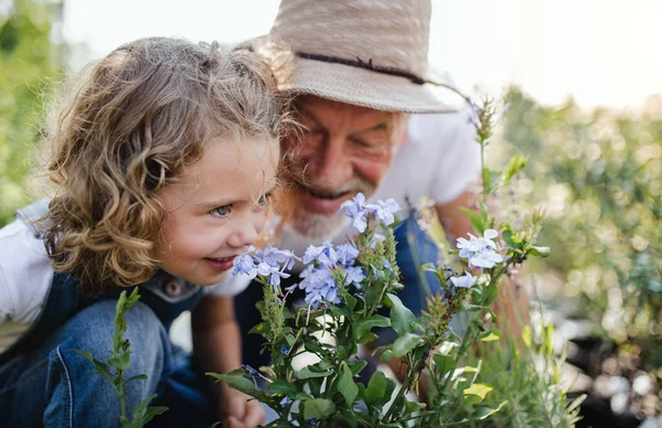 Маленька дівчинка зі старшим дідусем садівництва в саду на задньому дворі . — стокове фото