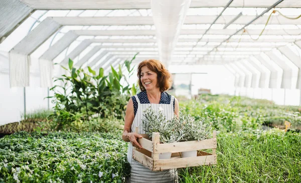 Mujer mayor parada en el invernadero, sosteniendo una caja con plantas . — Foto de Stock
