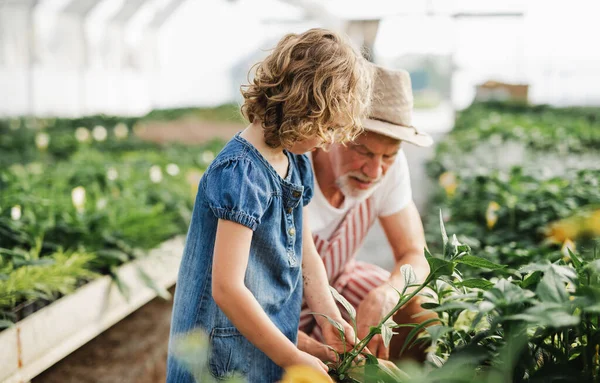 Niña con abuelo mayor jardinería en el invernadero . — Foto de Stock