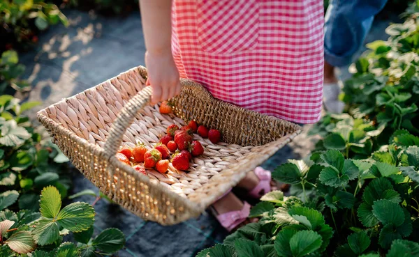 Onherkenbaar klein meisje dat aardbeien plukt op de boerderij. — Stockfoto