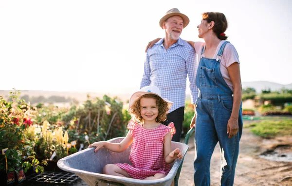 Senior grandparents pushing granddaughter in wheelbarrow when gardening. — Stock Photo, Image