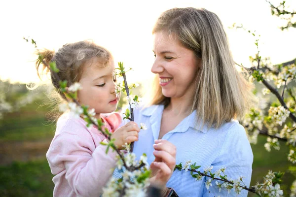 Madre con una hija pequeña parada al aire libre en el huerto en primavera, oliendo flores . —  Fotos de Stock