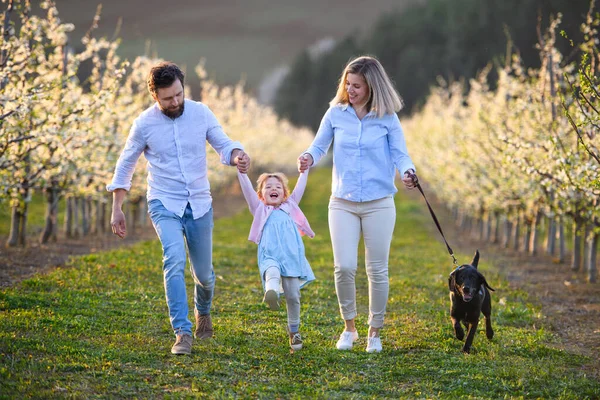 Rodzina z małą córką i psem spacerujących na zewnątrz w sadzie wiosną. — Zdjęcie stockowe