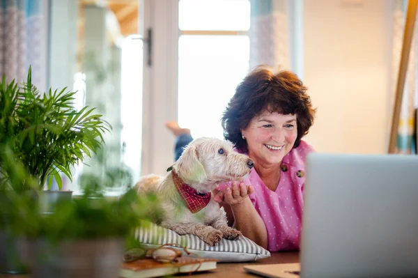 Старша жінка з собакою і ноутбуком вдома, розслабляючий . — стокове фото
