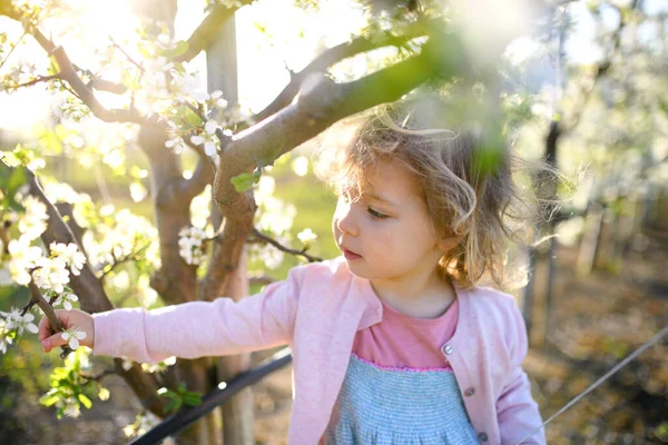 Menina pequena criança em pé ao ar livre no pomar na primavera, olhando para as flores . — Fotografia de Stock