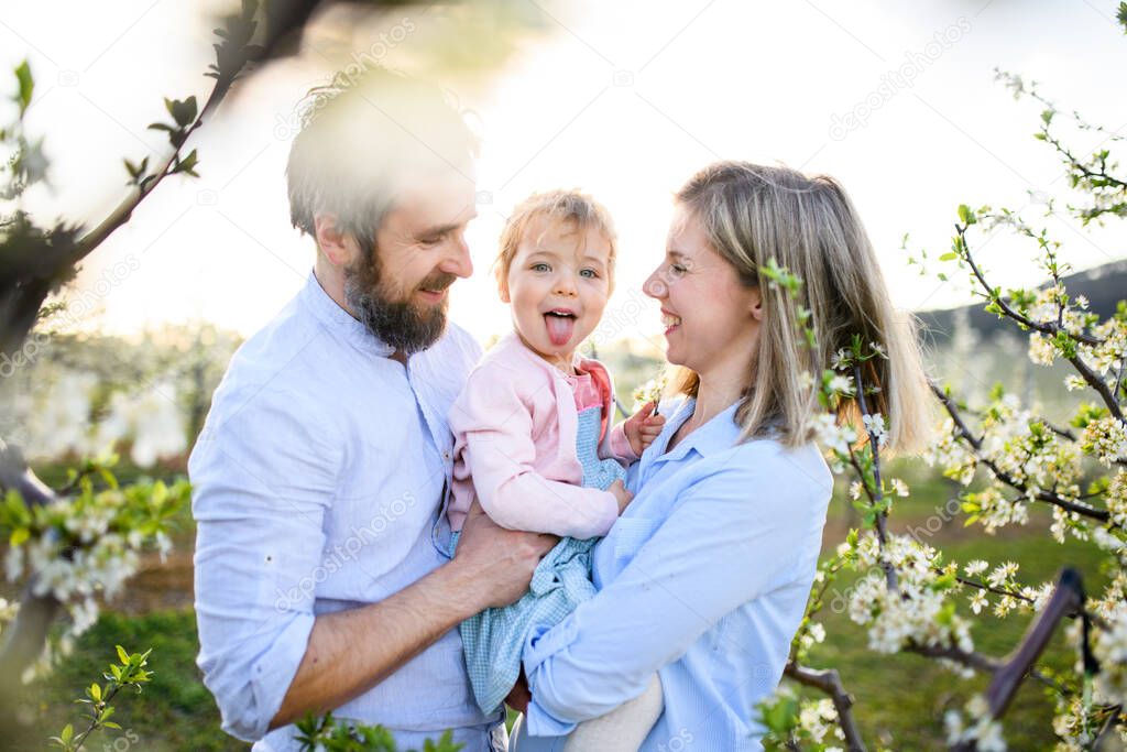 Family with small daughter standing outdoors in orchard in spring, having fun.