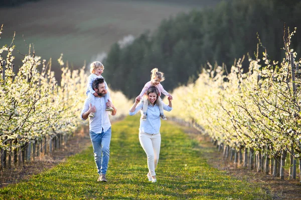 Family with two small children walking outdoors in orchard in spring. — Stock Photo, Image