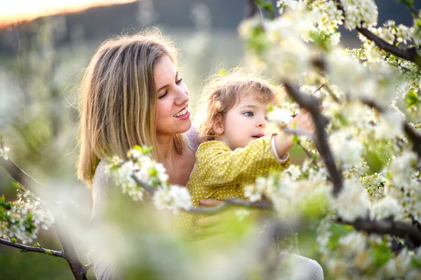 Madre con una hija pequeña parada al aire libre en el huerto en primavera, oliendo flores . —  Fotos de Stock