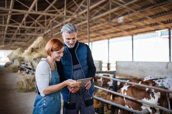 Man and woman managers using tablet on diary farm, agriculture industry. — Stock Photo, Image