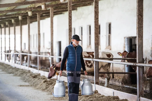 Зрелый человек, работающий на молочной ферме, в сельском хозяйстве . — стоковое фото