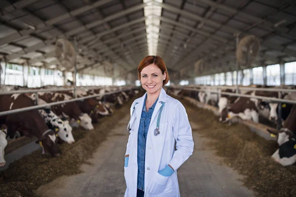 Kobieta lekarz weterynarii w gospodarstwie rolnym, przemysł rolniczy. — Zdjęcie stockowe