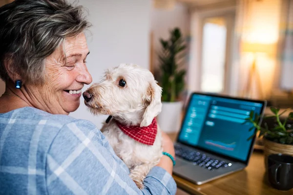 Старша жінка з собакою і ноутбуком, що працює в домашньому офісі . — стокове фото