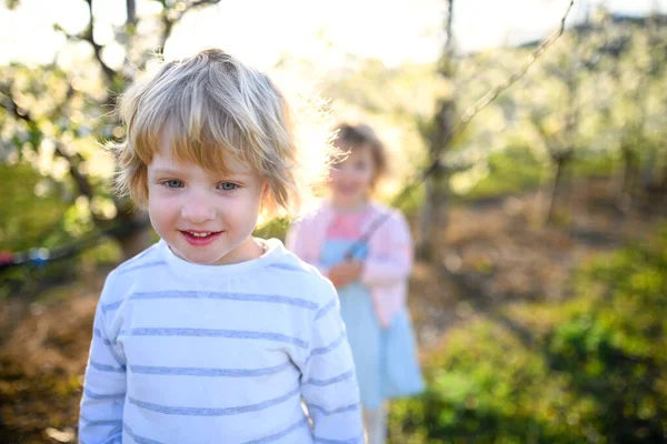 Glückliche zwei kleine Kinder, die im Frühling draußen im Obstgarten stehen. — Stockfoto