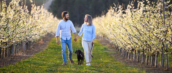 Frontansicht eines Paares mit Hund, das im Frühling draußen im Obstgarten spazieren geht. — Stockfoto