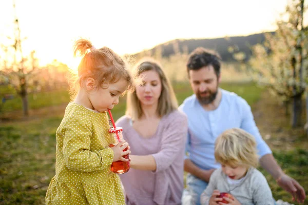 Famille avec deux jeunes enfants pique-niquer à l'extérieur au printemps nature au coucher du soleil . — Photo