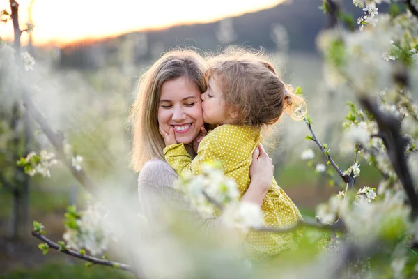 Moeder met kleine dochter staan buiten in boomgaard in het voorjaar, zoenen. — Stockfoto