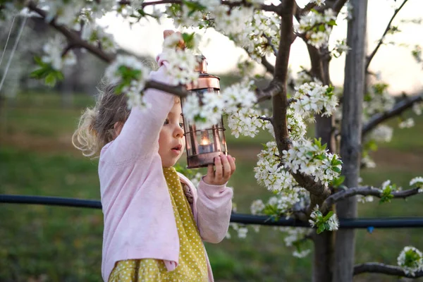 Small toddler girl standing outdoors in orchard in spring, holding lantern. — Stock Photo, Image
