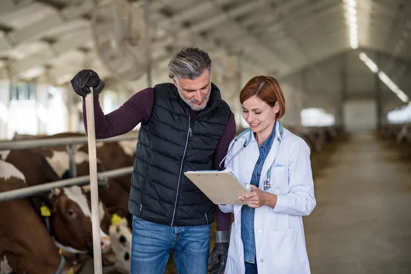 Man manager and veterinary doctor on diary farm, agriculture industry. — 스톡 사진
