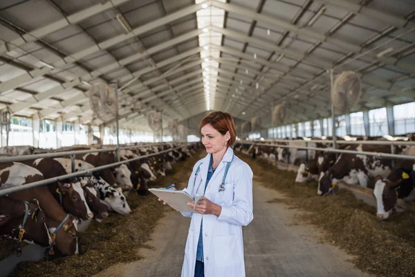 Női állatorvos dolgozik napló gazdaság, mezőgazdasági ipar. — Stock Fotó