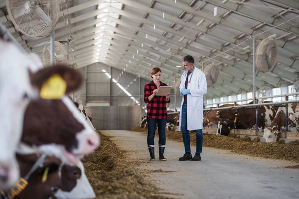Woman manager and veterinary doctor on diary farm, agriculture industry. — Stock Photo, Image