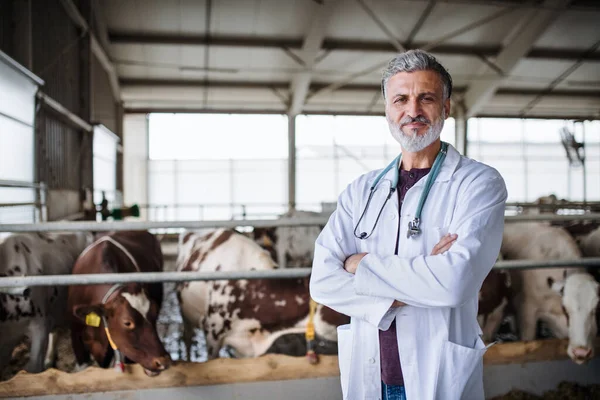 Dospělý muž veterinární lékař na farmě deníku, zemědělství průmyslu. — Stock fotografie