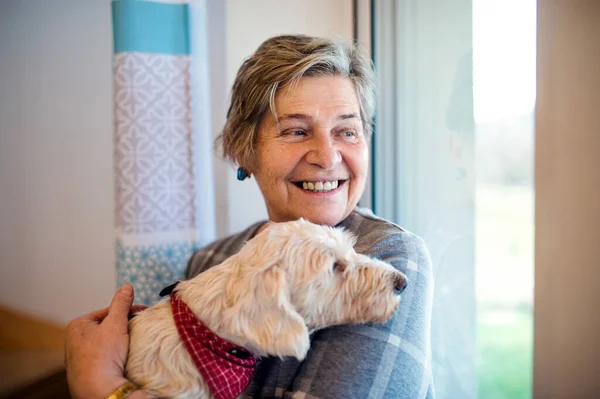 Senior kvinna med sällskapsdjur hund inomhus, avslappnande. — Stockfoto