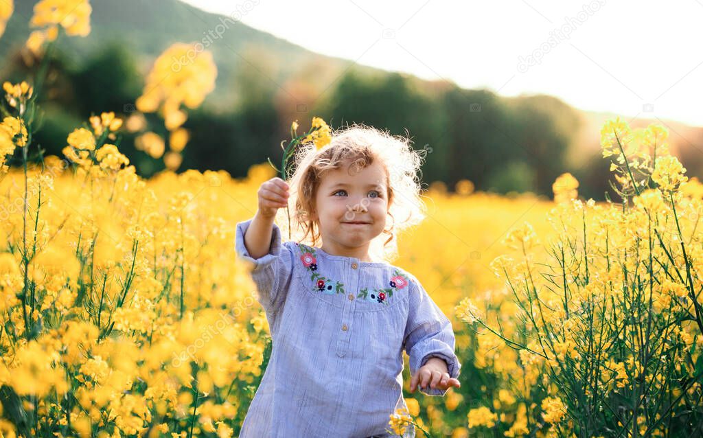 Front view of happy small toddler girl running in nature in rapeseed field.