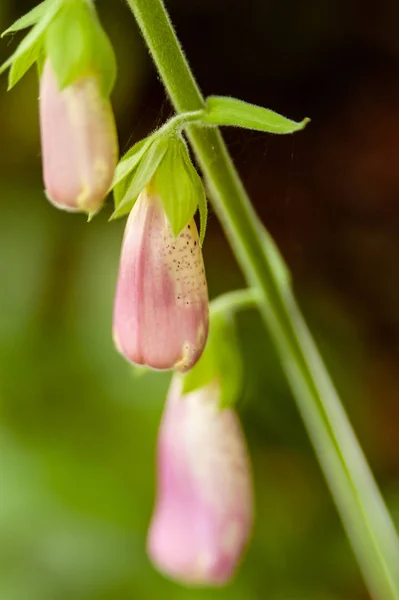 栽培されたピンクのフォックスグローブの花の閉じる, Digitalis sp.,暖かい日差しの中で — ストック写真