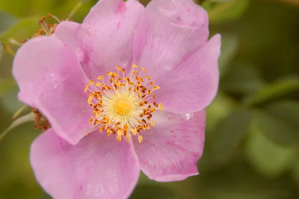 家庭菜園で栽培されているピンク色の野生のブッシュローズの花と緑の葉 — ストック写真