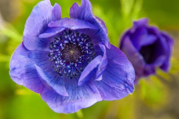 紫色の庭上記からイソギンチャクの花の詳細、背景に緑の葉 — ストック写真