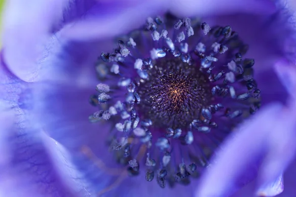 Detalj makro bild av insidan av lila trädgård Anemone flowerhead — Stockfoto