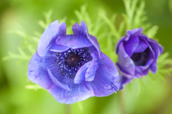 紫色の庭上記からイソギンチャクの花の詳細、背景に緑の葉 — ストック写真