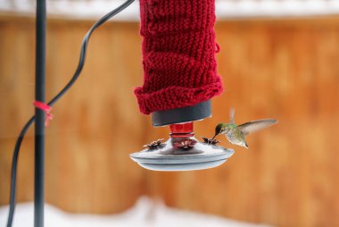 Female Annas Hummingbird, Calypte anna, feeding at heated insulated backyard red glass feeder in winter clipart