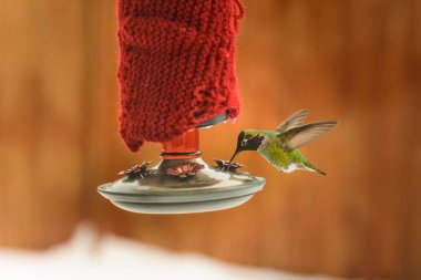 Male Annas Hummingbird, Calypte anna, feeding at heated insulated backyard red glass feeder in winter clipart