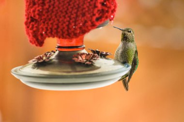 Dişi Annas Hummingbird, Calypte Anna, kışın ısıtılmış yalıtılmış arka bahçede besleniyor.