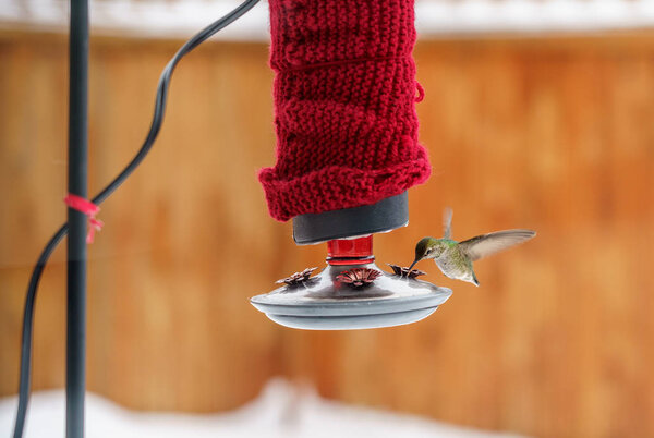 Female Annas Hummingbird, Calypte anna, feeding at heated insulated backyard red glass feeder in winter