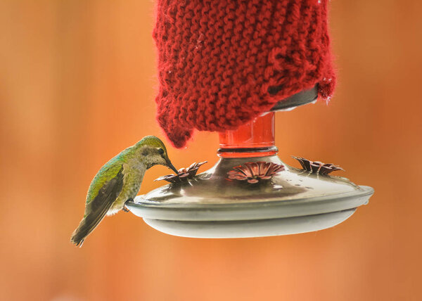 Female Annas Hummingbird, Calypte anna, feeding at heated insulated backyard red glass feeder in winter