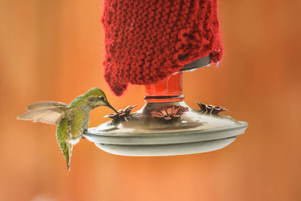 Female Annas Hummingbird, Calypte anna, feeding at heated insulated backyard red glass feeder in winter