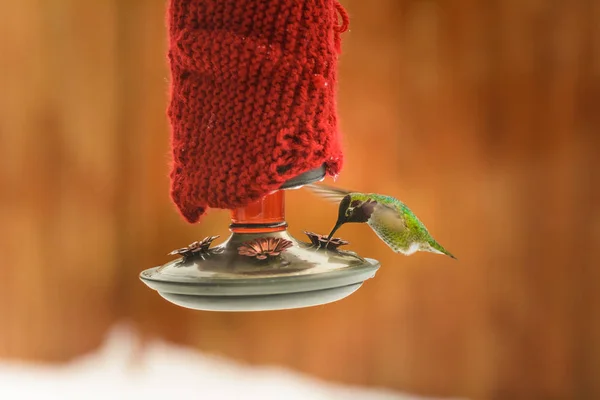 Male Annas Hummingbird, Calypte anna, feeding at heated insulated backyard red glass feeder in winter — Stock Photo, Image