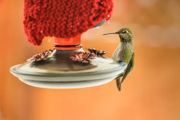 Female Annas Hummingbird, Calypte anna, feeding at heated insulated backyard red glass feeder in winter — Stock Photo, Image