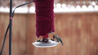 Female Annas Hummingbird feeding from red backyard feeder in wintertime