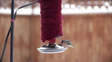 Female Annas Hummingbird feeding from red backyard feeder in wintertime