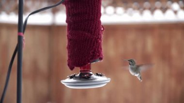 Female Annas Hummingbird feeding from red backyard feeder in wintertime