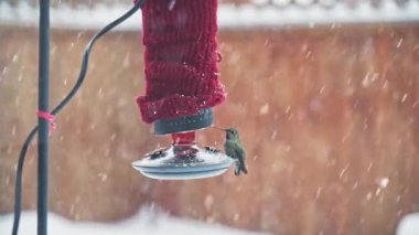 Female Annas Hummingbird feeding from red backyard feeder during snowfall