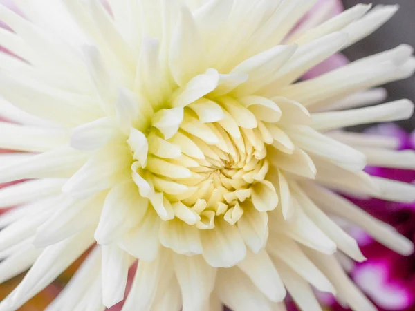 Närbild av Dhalia trädgård blomma blomma i utomhus mjukt naturligt ljus — Stockfoto